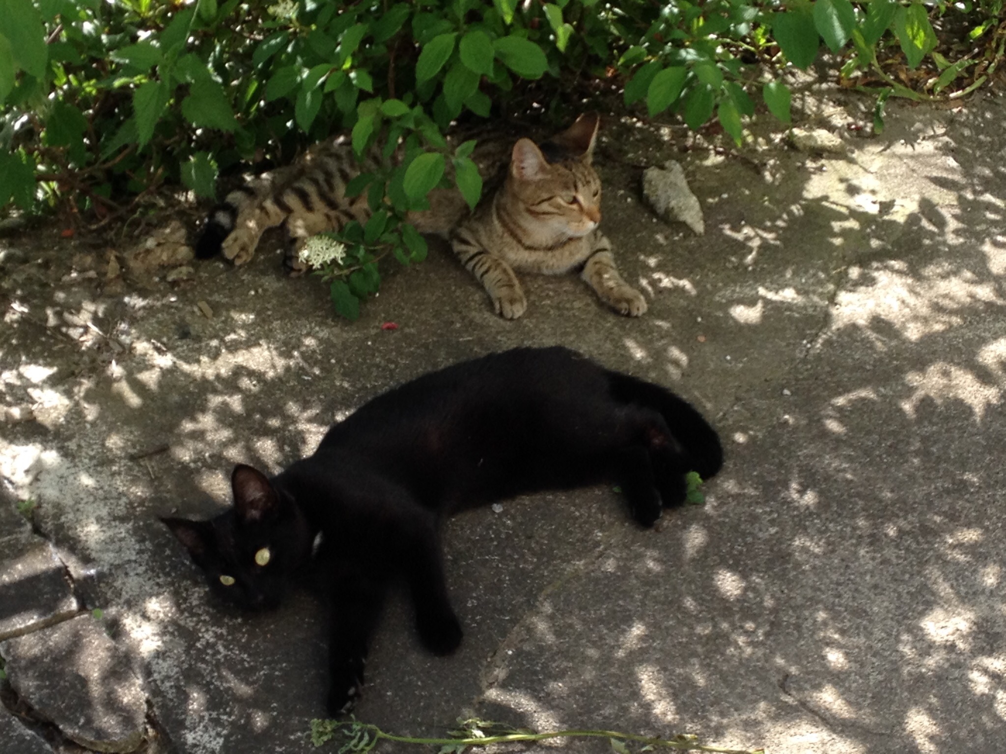 Katzen im Garten